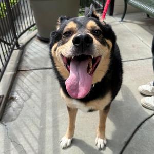 Porche, Shepherd, senior, available for adoption