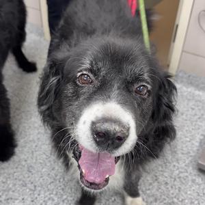 Fagen, Great Pyrenees, senior, available for adoption