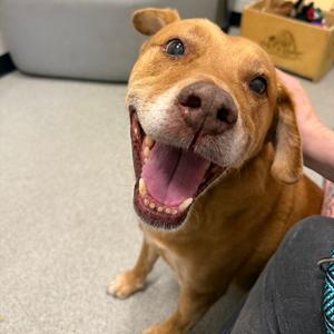 Royal, Retriever, Labrador, senior, available for adoption