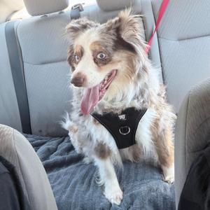 A dog sitting in a car, wearing a black harness and looking out the window.