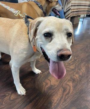 Jade ( & Ozzie), Mixed Breed / Labrador Retriever, senior, available for adoption