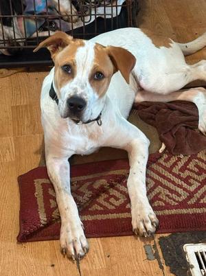 Denny, Terrier / Pointer, puppy, available for adoption