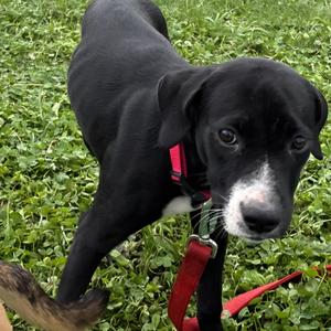 Everly, Mixed Breed / Black Labrador Retriever, puppy, available for adoption