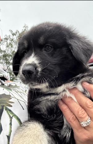 Eli, Shepherd / Husky, puppy, available for adoption