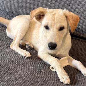 Bosco, Shepherd / Labrador Retriever, puppy, available for adoption
