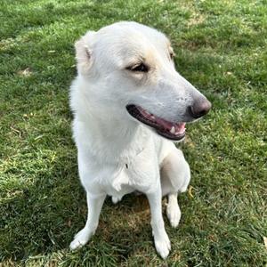 Mina, Labrador Retriever, adult, available for adoption