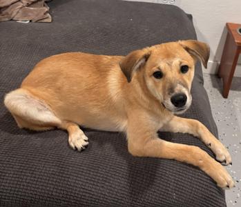 Binx, Shepherd / Labrador Retriever, puppy, available for adoption