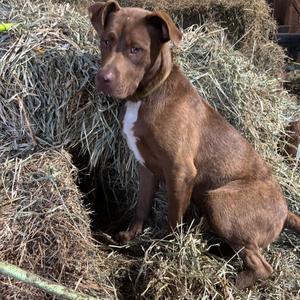 Chet, Mixed Breed / Great Dane, young, available for adoption