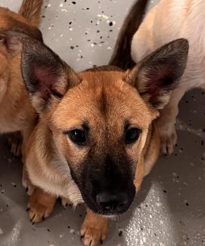 Bonnie, Shepherd / Mixed Breed, puppy, available for adoption
