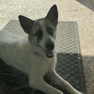 Catalina, Great Pyrenees / German Shepherd Dog, young, available for adoption