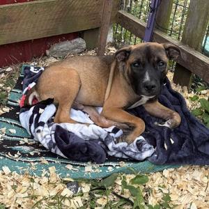 Caesar, Mixed Breed / Boxer, puppy, available for adoption