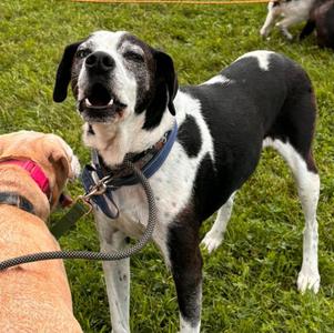 Ozzie (& Jade), Mixed Breed / Australian Shepherd, senior, available for adoption