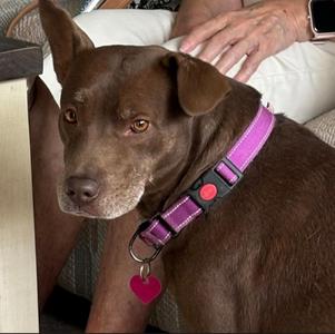 Jeannie, Mixed Breed / Chocolate Labrador Retriever, adult, available for adoption