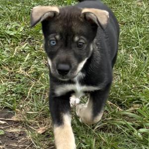 Everest, Mixed Breed / German Shepherd Dog, puppy, available for adoption