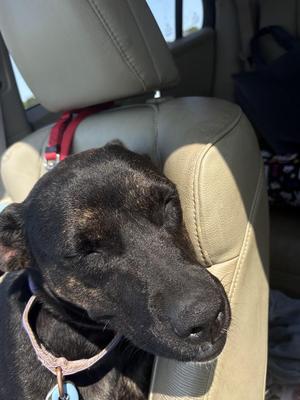 Penta, Mixed Breed / Plott Hound, young, available for adoption