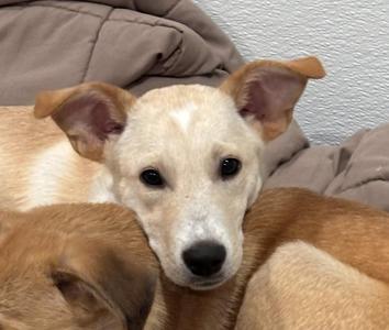 Bisher, Shepherd / Labrador Retriever, puppy, available for adoption