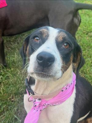 Cookie, Australian Shepherd / Australian Cattle Dog / Blue Heeler, young, available for adoption