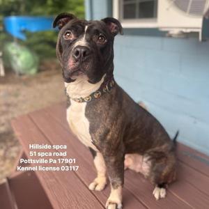 A brown and white dog sitting on a wooden deck, looking up at the camera.