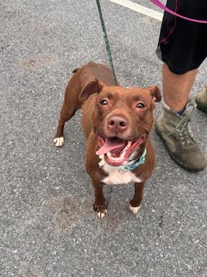 Rosie, Pit Bull Terrier / Mixed Breed, adult, available for adoption