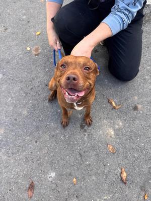 Grub, Pit Bull Terrier / Chihuahua, adult, available for adoption