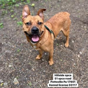 A brown dog with floppy ears and a black collar is standing on a gravel surface, looking up with its mouth open and tongue out.