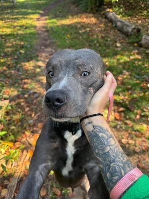 Dumbo, Pit Bull Terrier, adult, available for adoption
