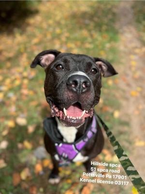 Pepe, Pit Bull Terrier, adult, available for adoption