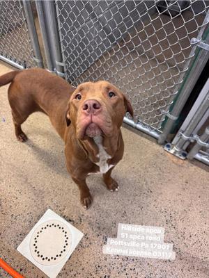 Rudy, Pit Bull Terrier, young, available for adoption