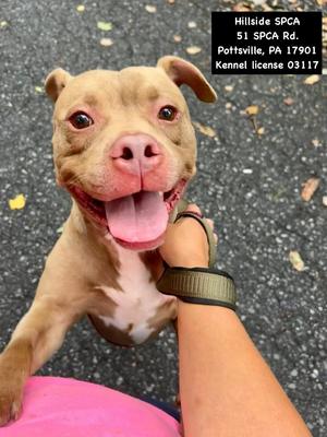 Slug, Pit Bull Terrier, adult, available for adoption