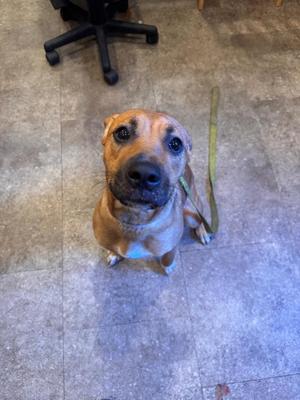 A brown dog with a black nose and large eyes is sitting on a tiled floor, looking up at the camera. The dog has a green leash attached to its collar.
