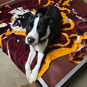 Jack, Boston Terrier / Pit Bull Terrier, young, available for adoption