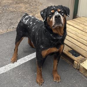 Cheesecake, Rottweiler, adult, available for adoption