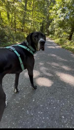 Millie, Great Dane, adult, available for adoption