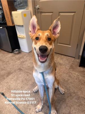 Long Legs, Shepherd, young, available for adoption