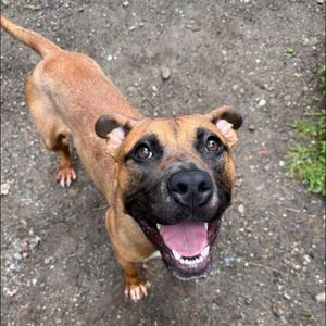 A happy brown dog with a black muzzle and floppy ears is looking up at the camera with its mouth open, showing its teeth and tongue. The dog is standing on a gravel surface.