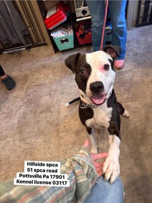 Ruby, Pit Bull Terrier, young, available for adoption