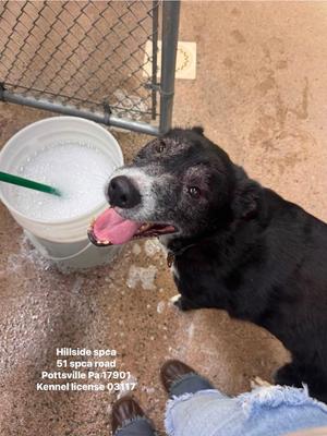 Slippers, Husky / Labrador Retriever, senior, available for adoption