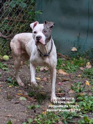 A white and gray dog with a black collar standing on a leaf-covered ground in front of a green fence.