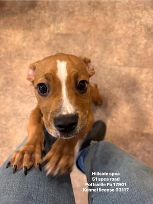 Scrunchie, Pit Bull Terrier / American Bulldog, puppy, available for adoption