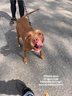 A brown dog with a pink tongue sticking out, standing on a paved surface. The dog is on a leash and appears to be looking up at the camera. In the background, there are people's legs and feet, and the ground is scattered with fallen leaves. The text on the image reads: 'Hillside spca 61 spca road Pottsville Pa 17901 Kennel license 03117.'