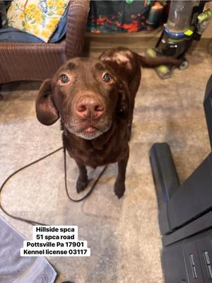Rain, Labrador Retriever, senior, available for adoption