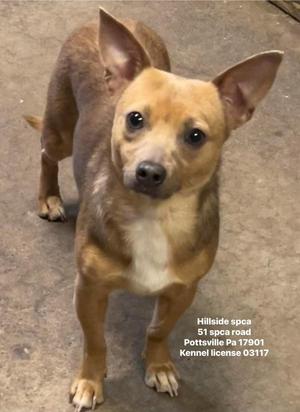 A small brown dog with large ears standing on a concrete surface. The dog has a white patch on its chest and is looking directly at the camera. Text on the image reads "Hillside spca 51 spca road Pottsville Pa 17901 Kennel license 03117".