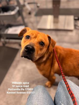 Lilo, Beagle / Pit Bull Terrier, adult, available for adoption