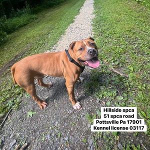 Creed, Pit Bull Terrier, adult, available for adoption