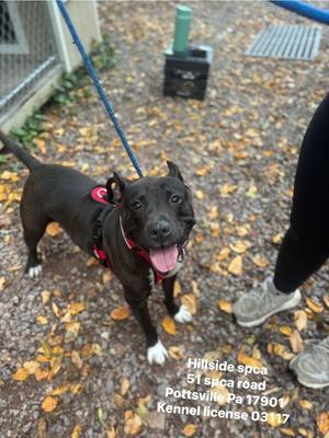 Chloe, Pit Bull Terrier, adult, available for adoption