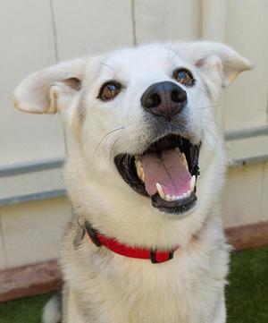 A white dog with a red collar, smiling and looking up.