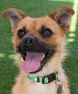 Coach Cappi, Brussels Griffon / Chihuahua, adult, available for adoption