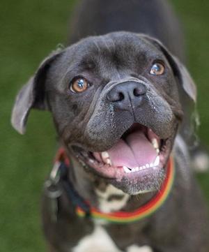 A happy black dog with a colorful collar, smiling with its tongue out, standing on grass.