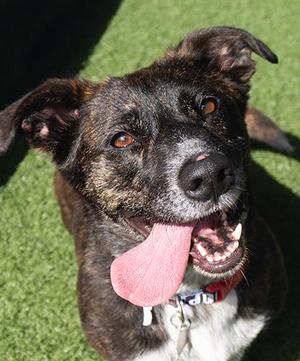 Gearma, Basset Hound / Terrier, senior, available for adoption