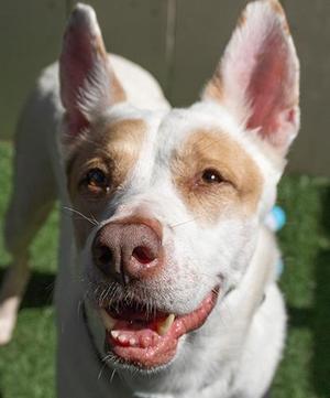 Cotija, Cattle Dog, adult, available for adoption